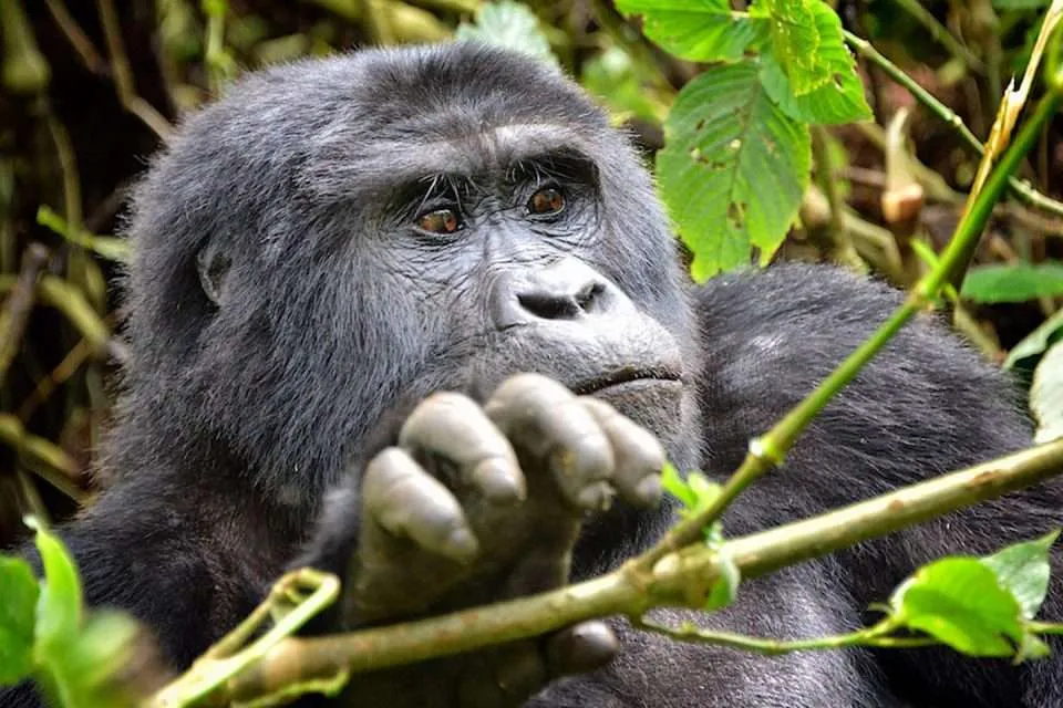 Rushaga region, Best gorilla safari sector in Bwindi, permit, families