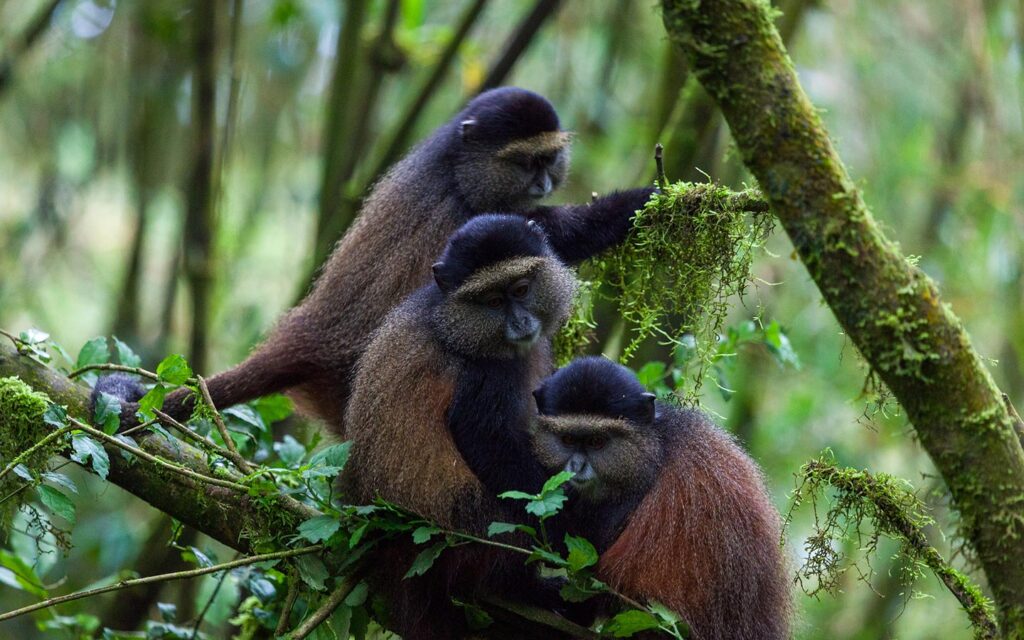 Golden monkey tracking in East Africa