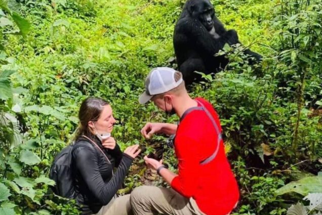 Visit Bwindi for gorilla trekking -Top Destination