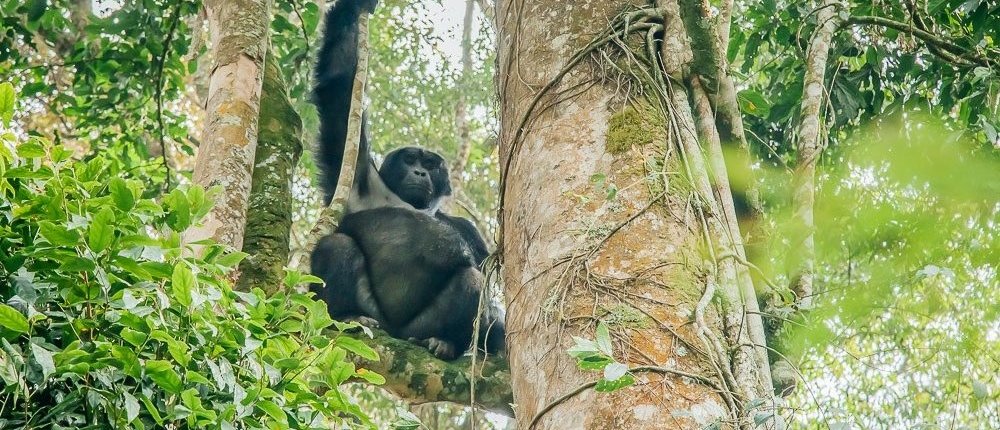 5 Days Gorillas & Chimpanzee trekking Kibale Safari 