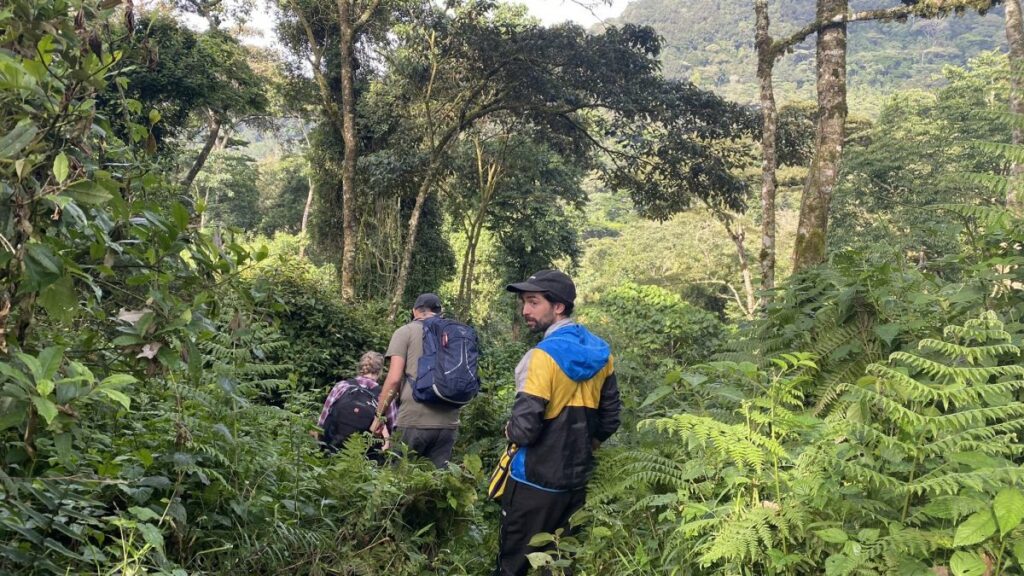 Nkuringo Bwindi sector Guide: Gorilla trekking safaris Uganda tours