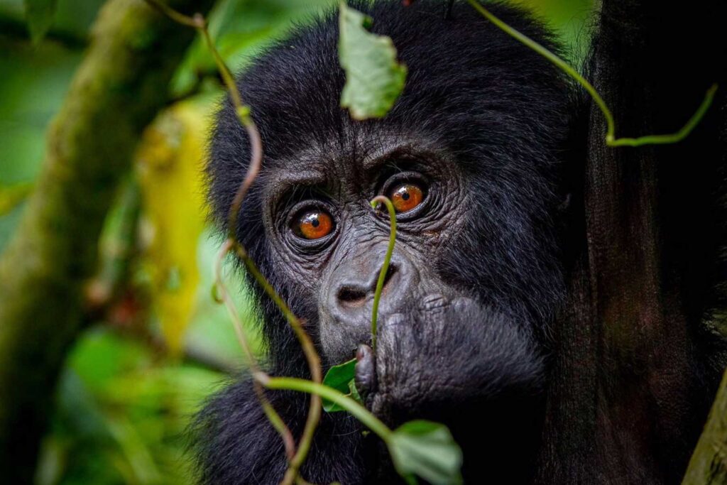 Nkuringo Bwindi sector Guide: Gorilla trekking safaris Uganda tours