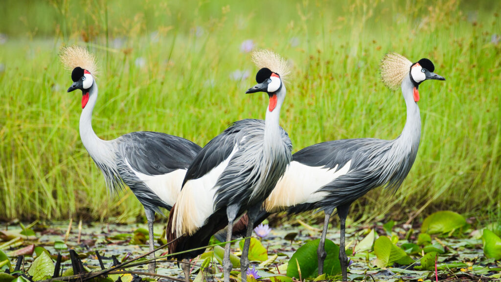 1 Day Shoebill Watching Mabamba Wetland 